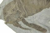 Sea Scorpion (Eurypterus) Fossil - New York #236953-1